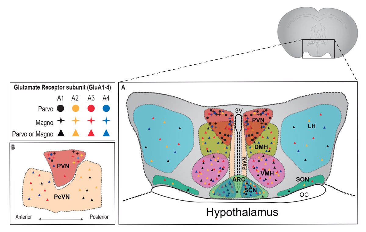 📢The lab of our Dr. Sandra Jurado <a href="/LabSjurado/">SJurado_LAB</a> just published the latest review on glutamatergic modulation of hypothalamic function in Frontiers  in #Synaptic #Neuroscience ! <a href="/FrontiersIn/">Frontiers</a>
Read it here➡️doi.org/10.3389/fnsyn.…
More from <a href="/LabSjurado/">SJurado_LAB</a>➡️juradolab.com