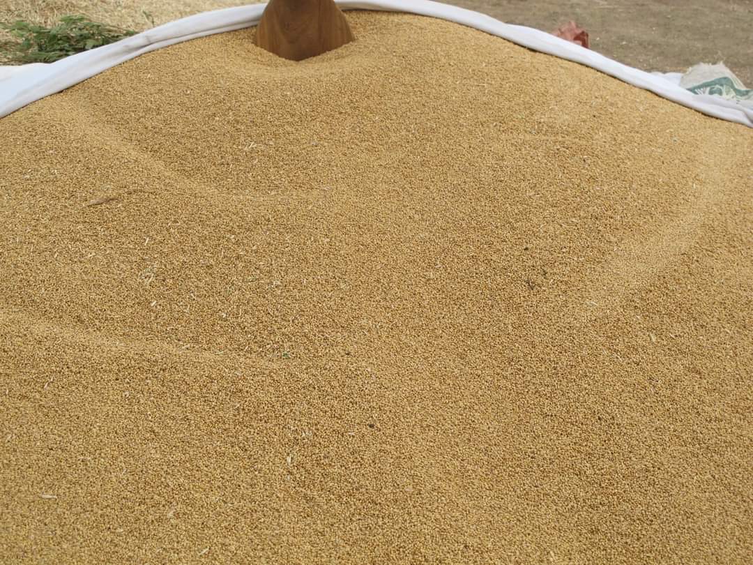 AsegedewShemeli's tweet photo. This is Moretena Jeru, North Shoa farmelands. The farmers have untapped #WheatDevelopment potentials; however, they need mechanized farm powers. They are begging combiner-owners for harvesting while the Amhara Reg. is in absolute silence. @yilkal_kefale @Menilikism @AddiLegese https://t.co/WpmcXMFTsd