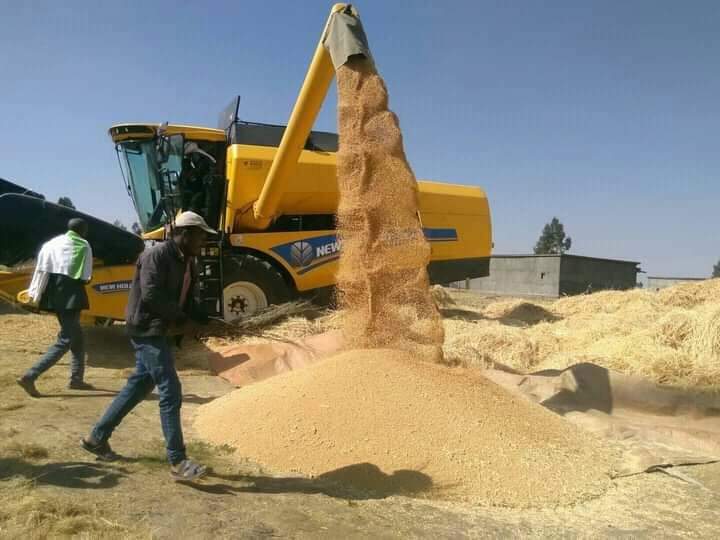 AsegedewShemeli's tweet photo. This is Moretena Jeru, North Shoa farmelands. The farmers have untapped #WheatDevelopment potentials; however, they need mechanized farm powers. They are begging combiner-owners for harvesting while the Amhara Reg. is in absolute silence. @yilkal_kefale @Menilikism @AddiLegese https://t.co/WpmcXMFTsd