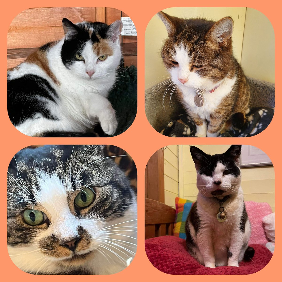 ShropsCatRescue's tweet photo. #CharityTuesday ~ 1st February #WhiteRabbits following on from #ValentinesPost here are our gawgus #sponsorcats ~ Annwyn, Pickle, Morris & Titch. It's costs £20 pa to #sponsor each of them & you receive a #sponsorshippack 🤔🐈⬛🐈🐾🐾💘💝
https://t.co/CZp1gPdlOS #catsofinstagram https://t.co/o1WYkUzAt2