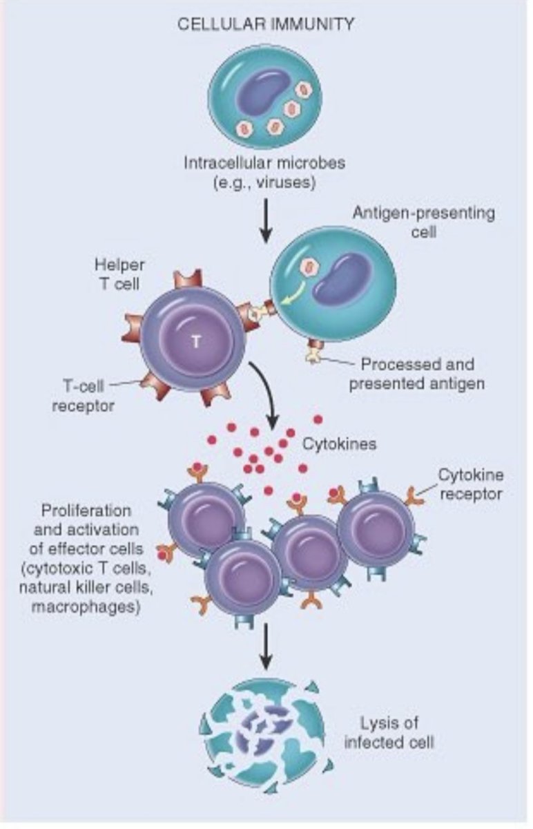 Центральная клетка иммунной системы. Клеточный иммунитет. ТЕЧТИМ вирус. Antibody dependent Cell mediated cytotoxicity. Cellular.