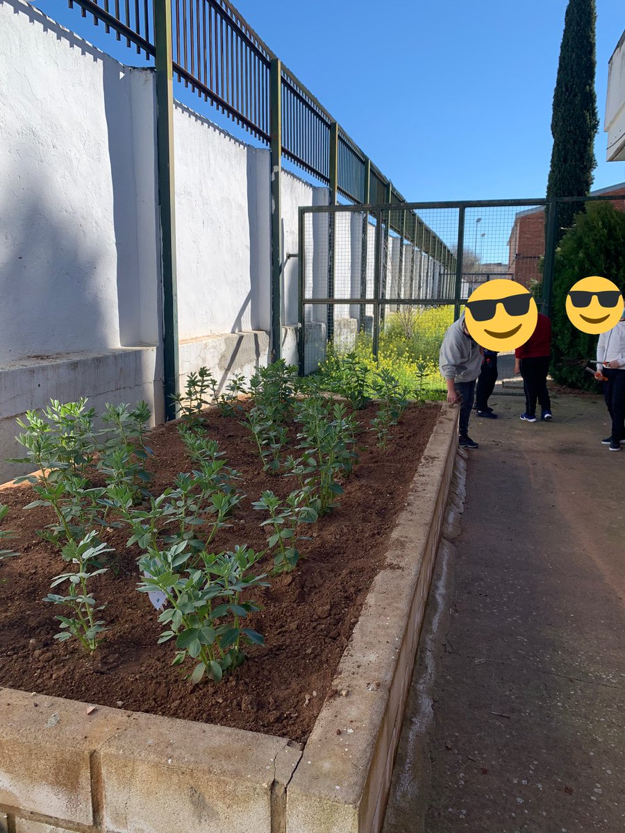 MariePly2's tweet photo. Mobilité Cordoue - Potager partagé entretenu par les élèves de 1 ESO! Un beau moment de responsabilisation et de mise en valeur des fruits et légumes locaux.
#developpementdurable #potagerurbain #viesaine #responsabilisation #projet https://t.co/kWJ44YHTKu