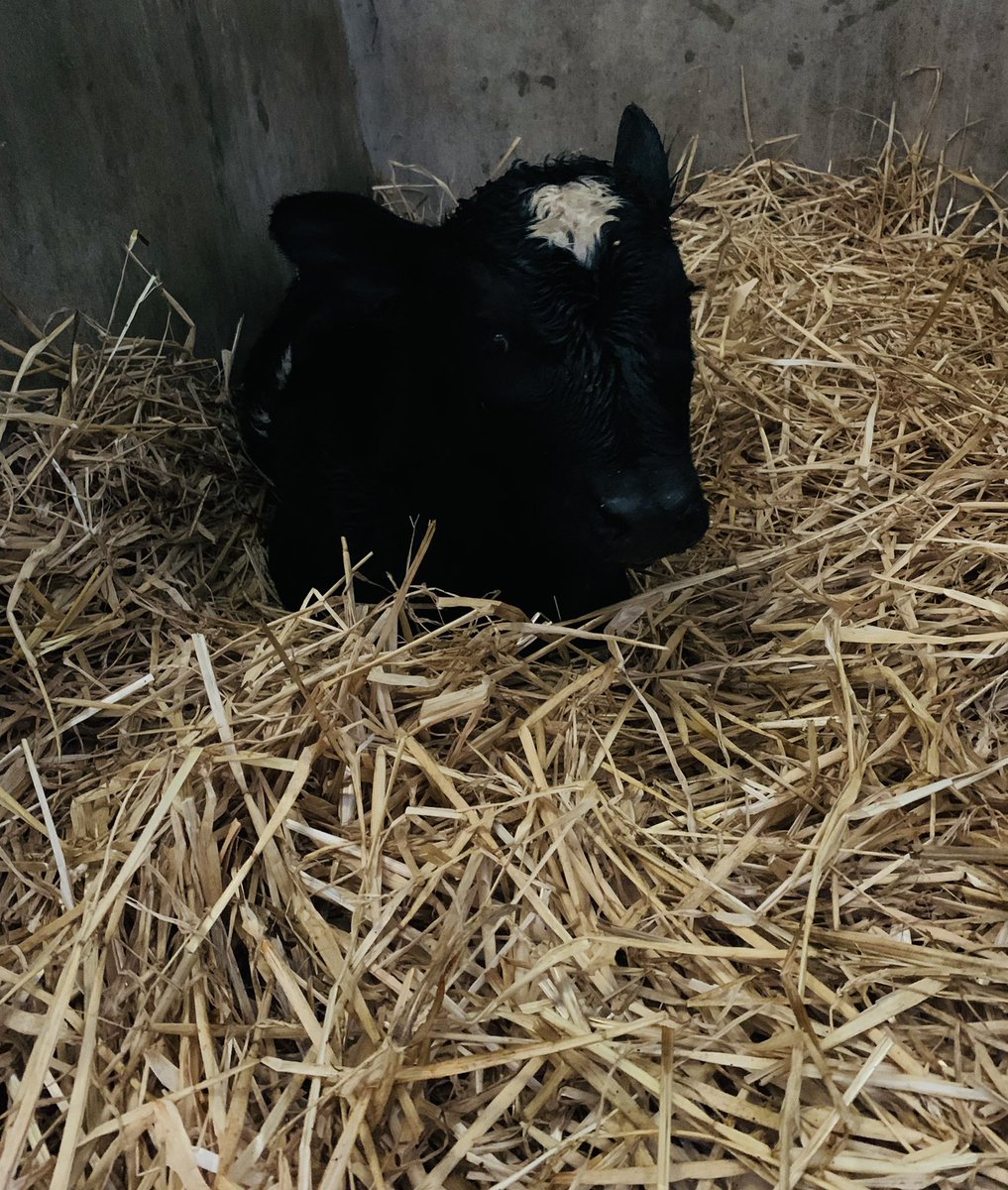 Happy St. Brigid’s Day all! 🇮🇪☘️ 
St. Brigid is the patron Saint of dairy production🐄🐄🐄 &amp; what a wonderful start to February with lots of new arrivals on the the Baileys Farm 🐮🐮 

#baileysfarm #baileysladies #StBrigidsDay #farmlife 
#countryside #newlife 
#calves #february