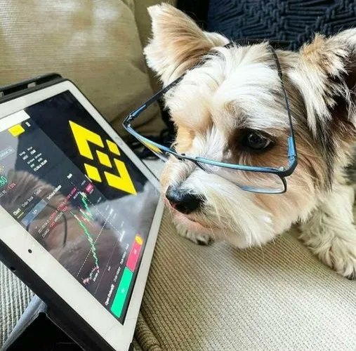 Relatable #BinanceDog. 

📸 <a href="/Purwokxx/">Purwok(📦,💫)⚙️💙 ꧁IP꧂</a>