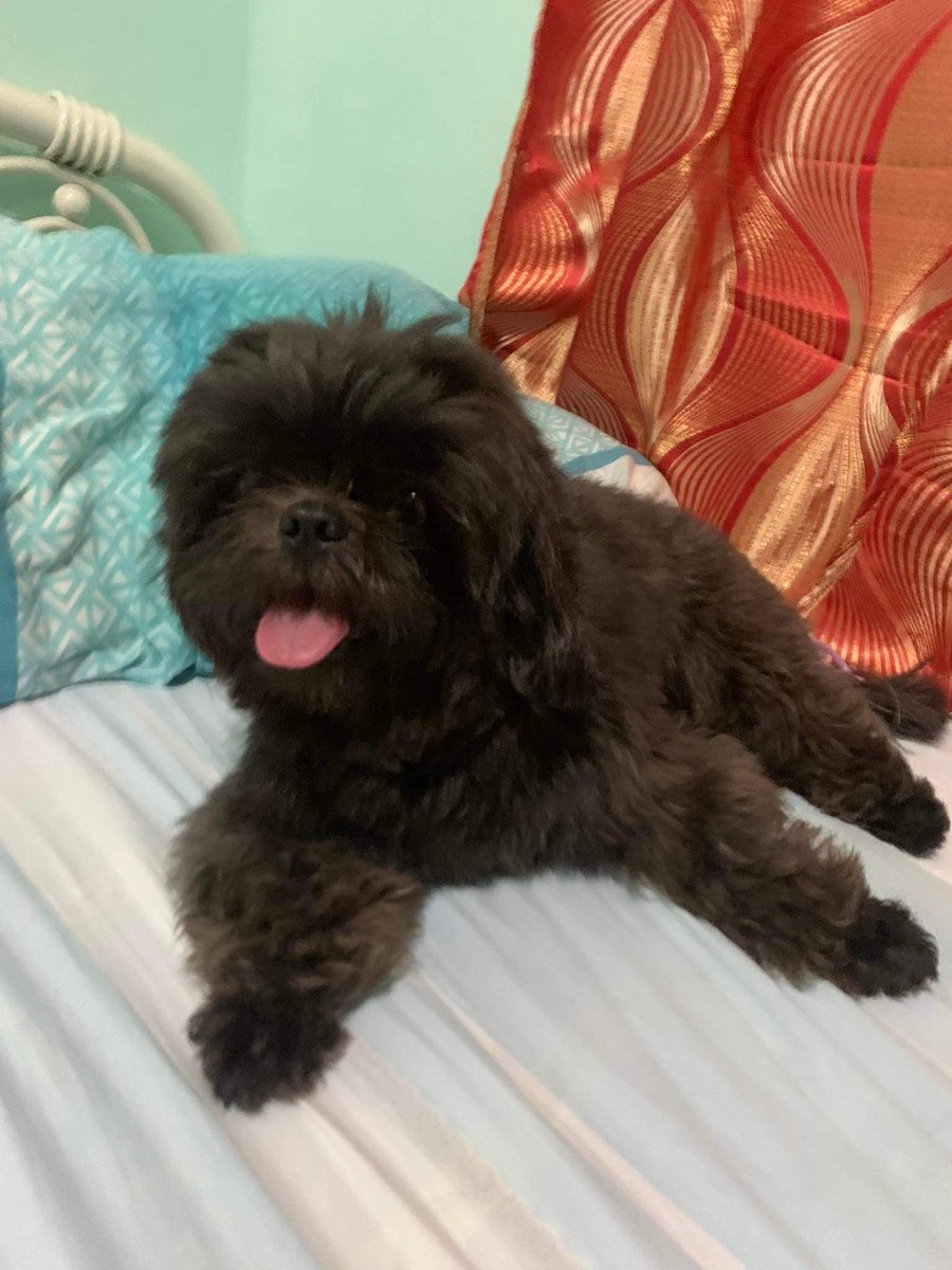 LuckyDeGuzman2's tweet photo. @Floyd1733 @PegaxyOfficial My dog (Tucker) and I are always ready.wants to ride in your pega so that, I can buy him clothes, toys and a female dog as his partner. Let's Goooo!!!! Yiiiihhaaahhhh 🐎🐎🐎 https://t.co/roeCDx5ukv https://t.co/VKhaB7YFON