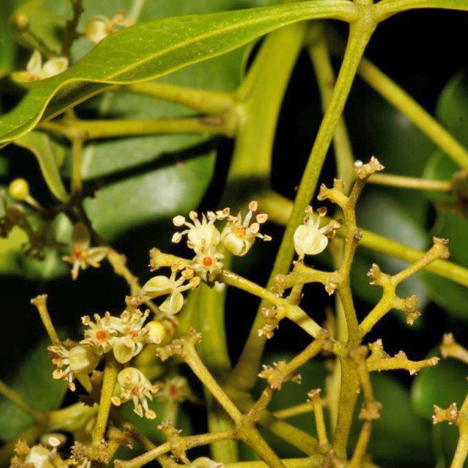 BotSocSA's tweet photo. With its lemon-scented leaves, the white ironwood (𝘝𝘦𝘱𝘳𝘪𝘴 𝘭𝘢𝘯𝘤𝘦𝘰𝘭𝘢𝘵𝘢) makes an attractive addition to smaller gardens. The flowers are visited by bees and birds feed on the fruit. Photos: Eugene Moll #BotSocSA #TreeTuesday #GrowIndigenous https://t.co/ylpQLJd5bd