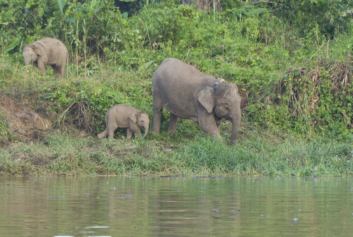 SeratuAatai's tweet photo. DAY 1 #OFAD: Bornean elephants are known to be the SMALLEST elephant subspecies in the world 😱 https://t.co/Q5AKWfUxlW