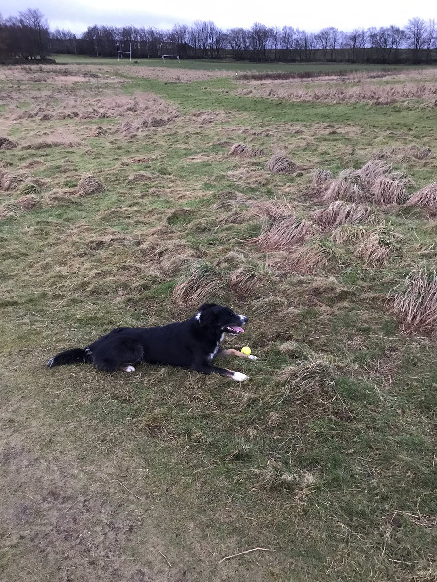 IanToft's tweet photo. Great start for Jackson aka sparkle bomb 10000 steps per day #FitnessFeb for #mesoUK IM LeedsARD team #havingarest https://t.co/rV4CQhJPtm