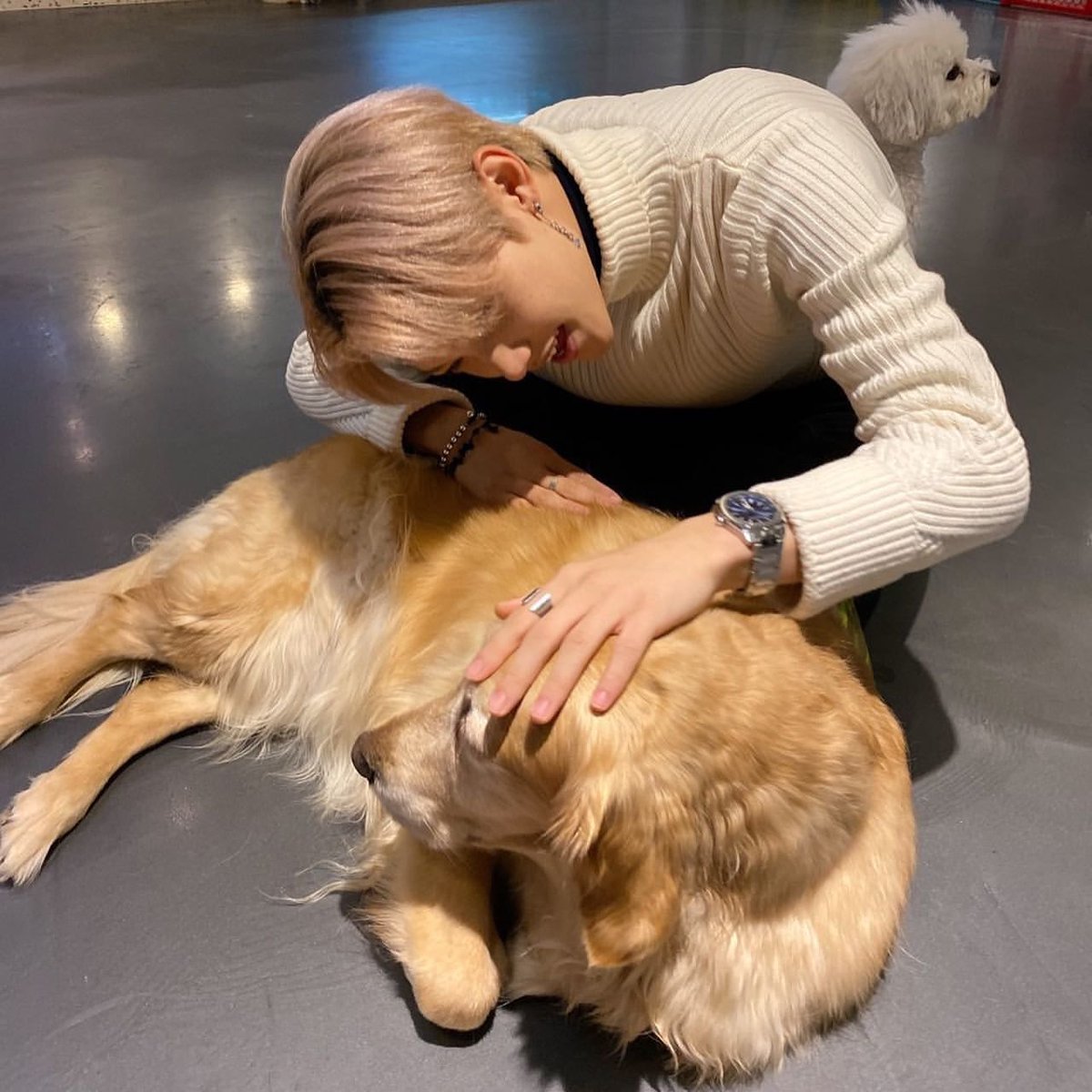 SEUNGM1NE's tweet photo. just felix spending his break/holiday time at dog cafes &amp; got to meet pretty &amp; cute friends☺️♥️ https://t.co/XTRZus0GBo