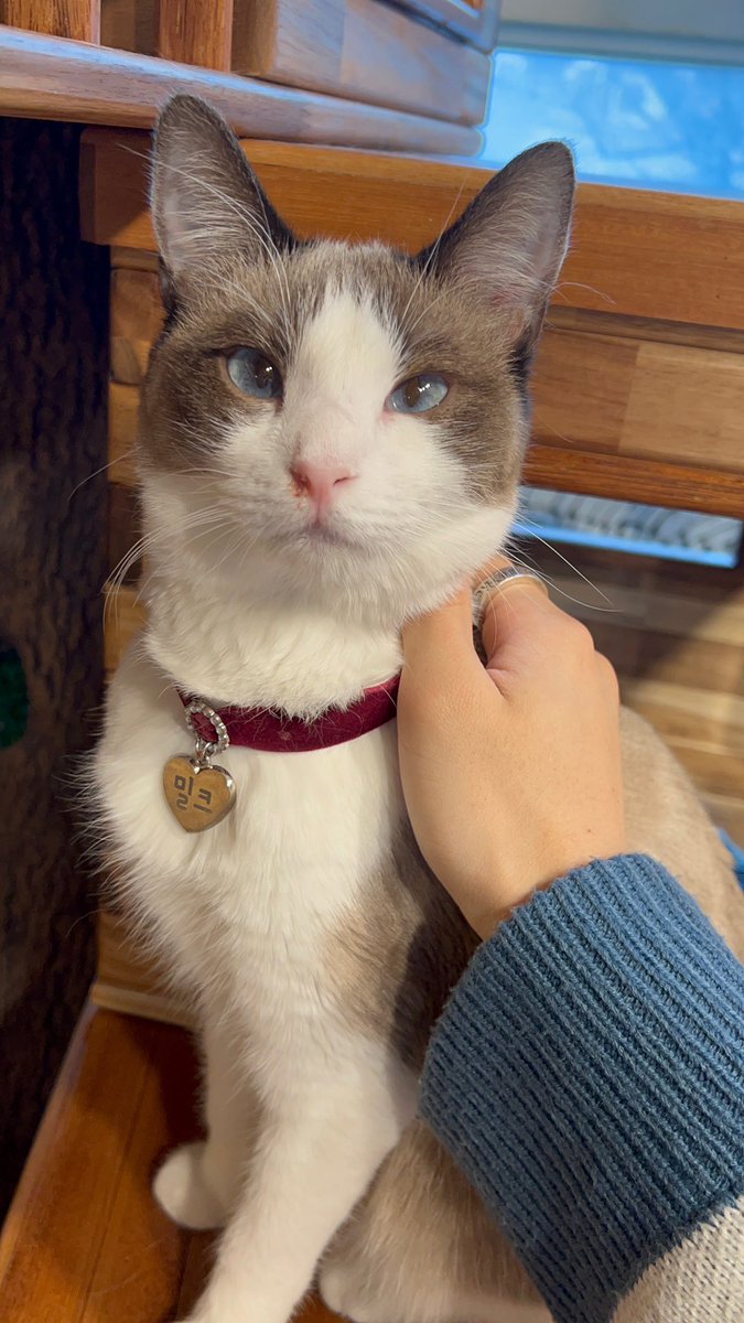 SEUNGM1NE's tweet photo. just felix spending his break/holiday time at dog cafes &amp; got to meet pretty &amp; cute friends☺️♥️ https://t.co/XTRZus0GBo