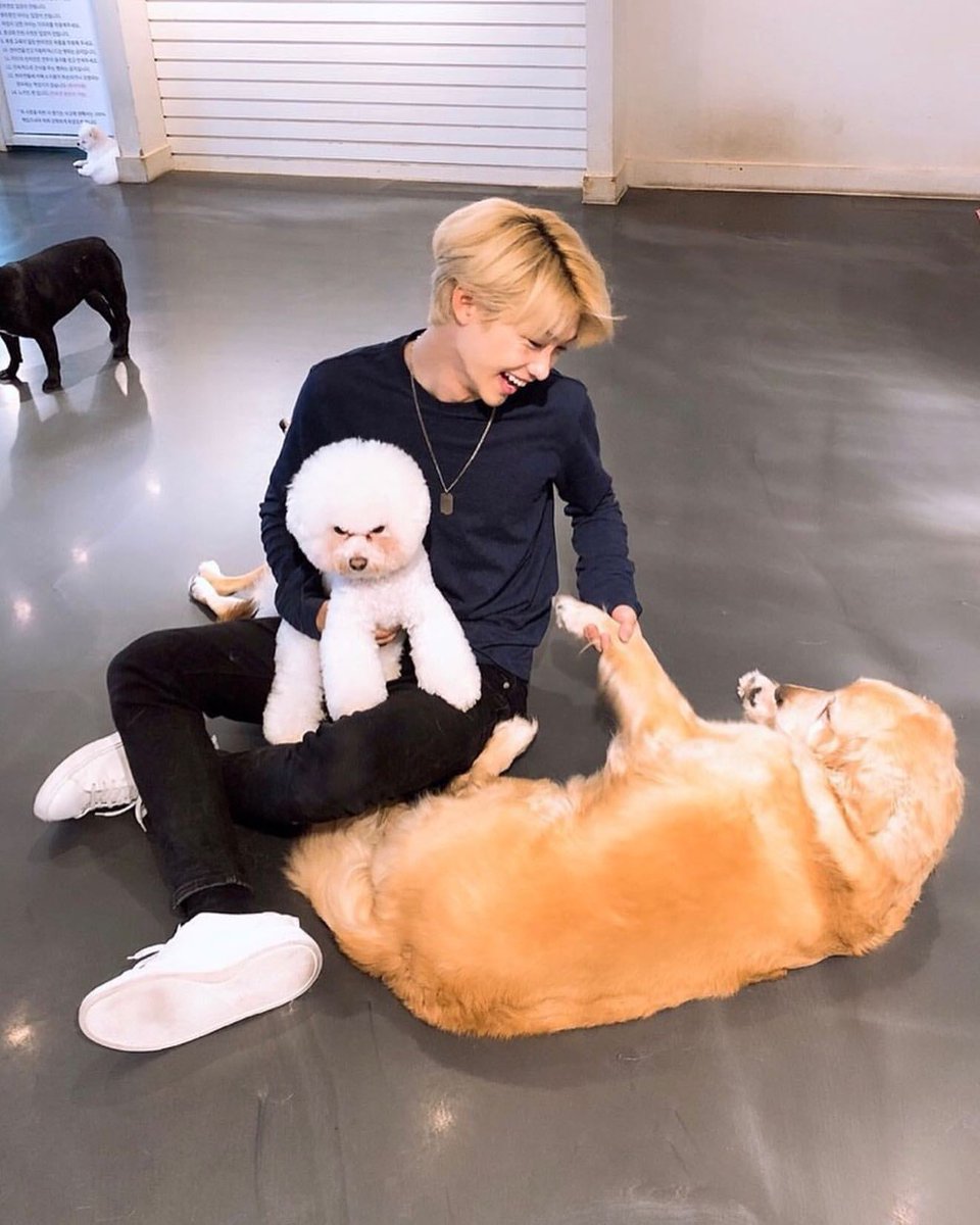 SEUNGM1NE's tweet photo. just felix spending his break/holiday time at dog cafes &amp; got to meet pretty &amp; cute friends☺️♥️ https://t.co/XTRZus0GBo