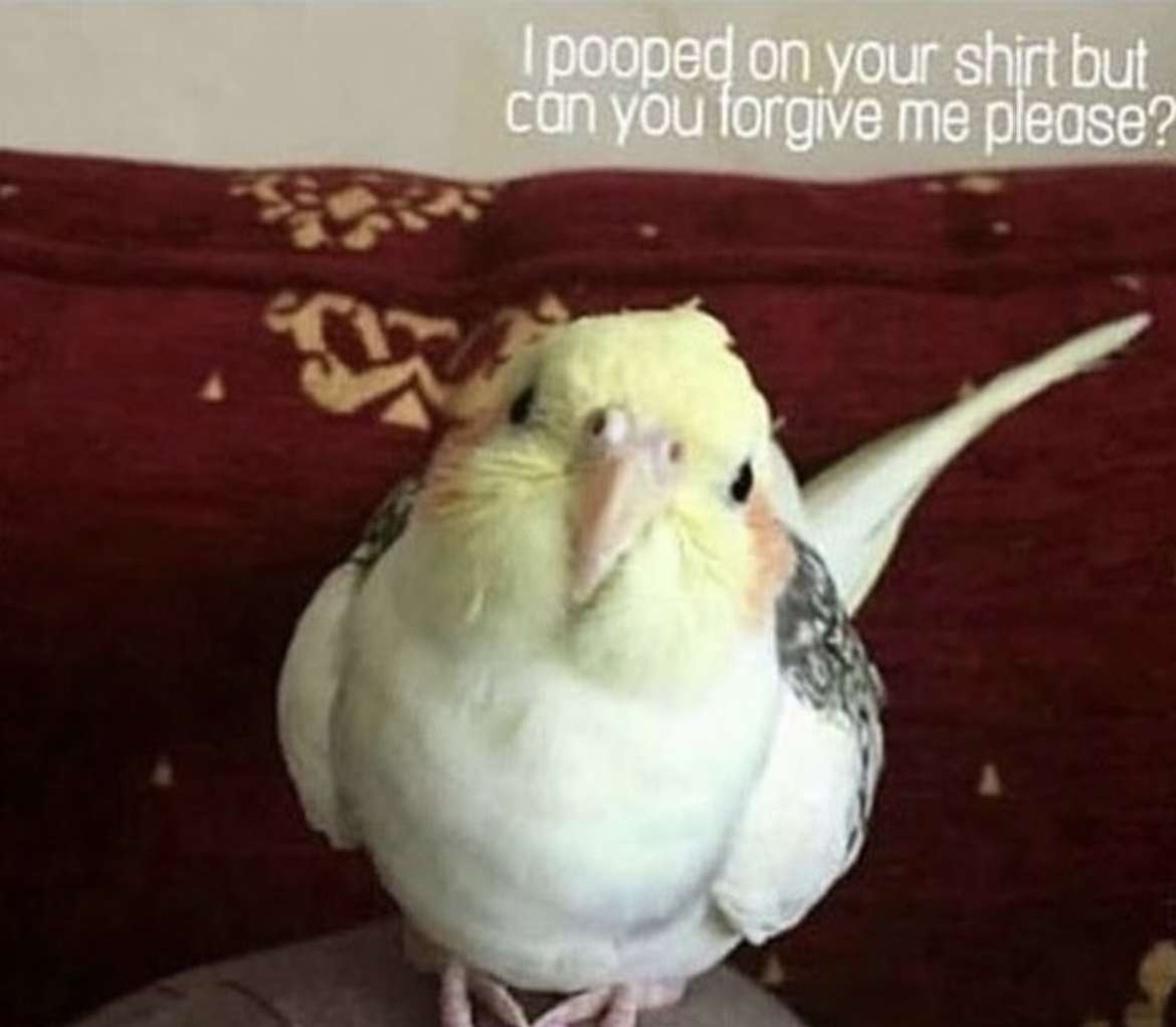 ParrotEssential's tweet photo. Forgive and forget. #birdhumour https://t.co/NDIBkrP0qr