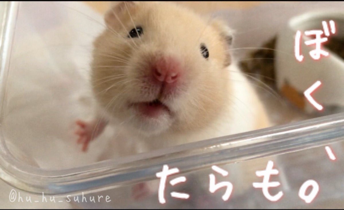 〜写真集〜

『ぼく、たらも。』

🤍好評発売中🤍

っていう嘘。

#たらも