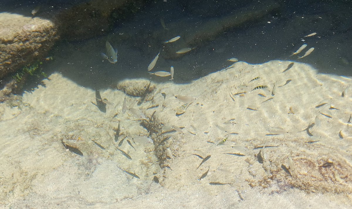 GuideBarefoot's tweet photo. Final ocean experience after a successful 'Flock to Marion' at Umdloti beach with loads of fish activity in the rock pools.
#TheBarefootGuide #southafrica #umdloti #umdlotibeach #beach #beachvibes https://t.co/4O2phwigRR