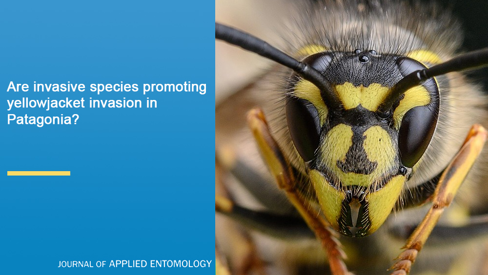📢 In habitats near stream edges (<200 m) where #Salix fragilis and #Tuberolagnus salignus are present, there are not only greater numbers of workers, but also higher nest densities of V. vulgaris #yellowjackets.

👉 Read more: doi.org/10.1111/jen.12…