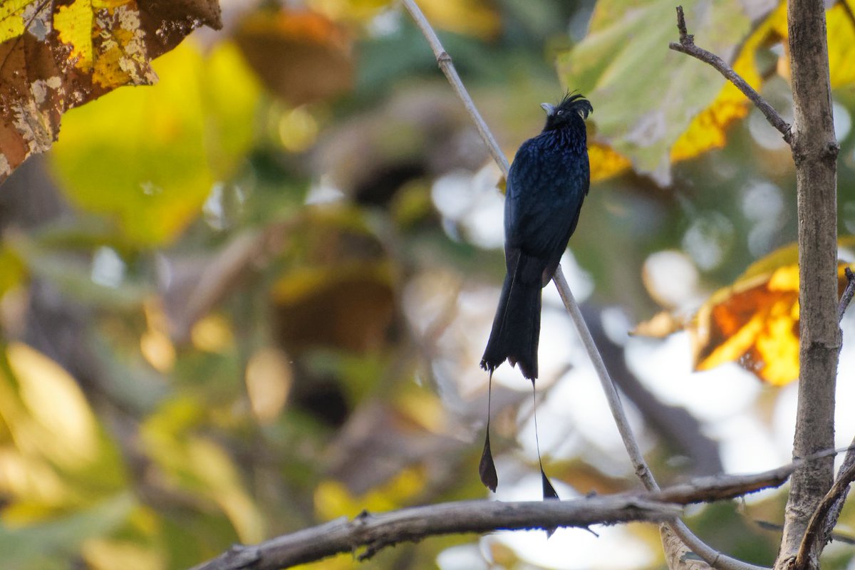 RatapaniWLS's tweet photo. #Ratapani_WLS_Bird_Survey_2022
Greater Racket Tailed Drongo:

Picture Credit :- Mr Arvind Kumar
Information Credit :- Abhishek Paliwal, BNHS https://t.co/qXiV9GNLpx