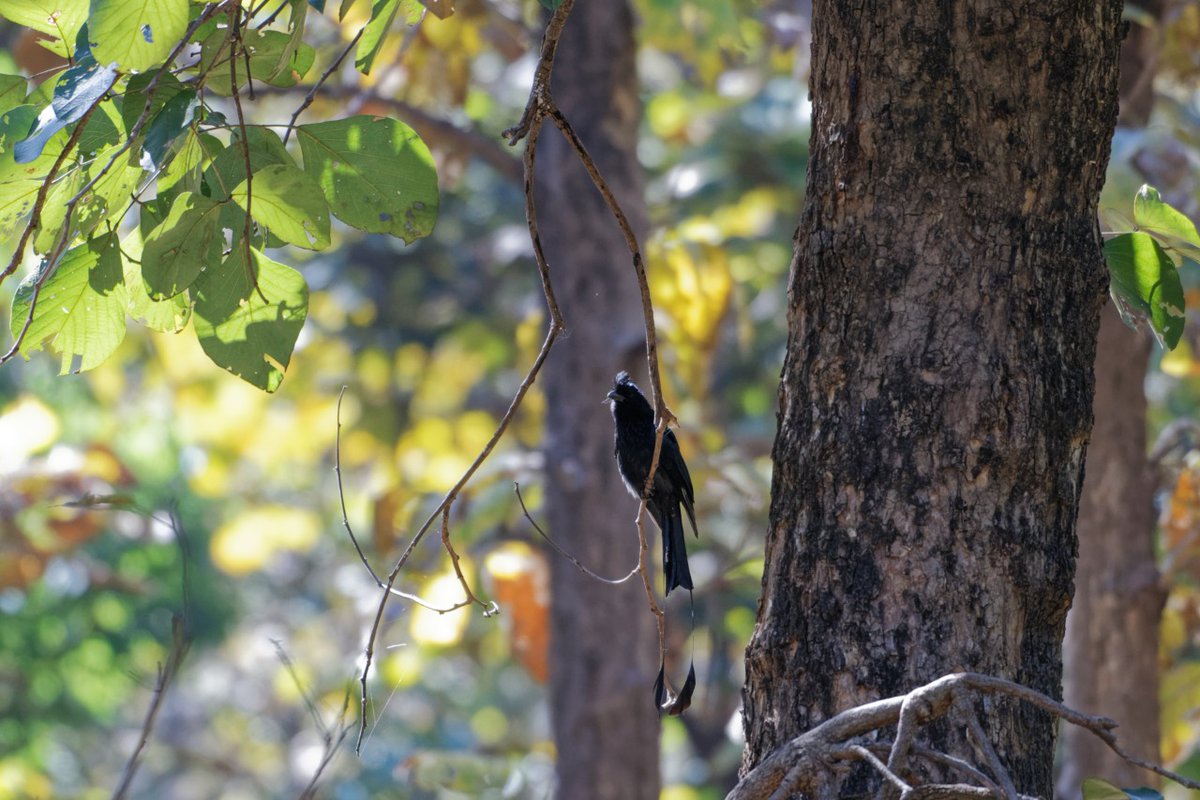 RatapaniWLS's tweet photo. #Ratapani_WLS_Bird_Survey_2022
Greater Racket Tailed Drongo:

Picture Credit :- Mr Arvind Kumar
Information Credit :- Abhishek Paliwal, BNHS https://t.co/qXiV9GNLpx