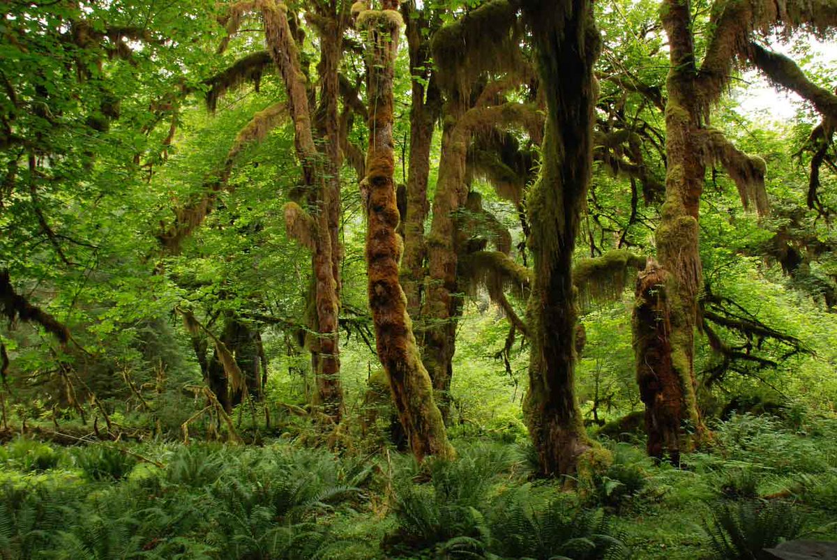 Agrotecnio Research Centre (@agrotecnio) on Twitter photo 🌲🌳 Fins a 9.000 espècies #arbòries podrien estar encara per descobrir
Segons un estudi on participen els investigadors <a href="/sermigmag/">Sergio de Miguel</a> de la <a href="/CTFC_Agrotecnio/">JRU CTFC-Agrotecnio</a>, i <a href="/_AlbertMorera/">Albert Morera</a> de la <a href="/UdL_info/">Universitat de Lleida (UdL)</a>, la riquesa global d'arbres és un 14% superior a la coneguda.
👉 agrotecnio.org/2022/02/01/fin… 🌲🌳 Fins a 9.000 espècies #arbòries podrien estar encara per descobrir
Segons un estudi on participen els investigadors <a href="/sermigmag/">Sergio de Miguel</a> de la <a href="/CTFC_Agrotecnio/">JRU CTFC-Agrotecnio</a>, i <a href="/_AlbertMorera/">Albert Morera</a> de la <a href="/UdL_info/">Universitat de Lleida (UdL)</a>, la riquesa global d'arbres és un 14% superior a la coneguda.
👉 agrotecnio.org/2022/02/01/fin…