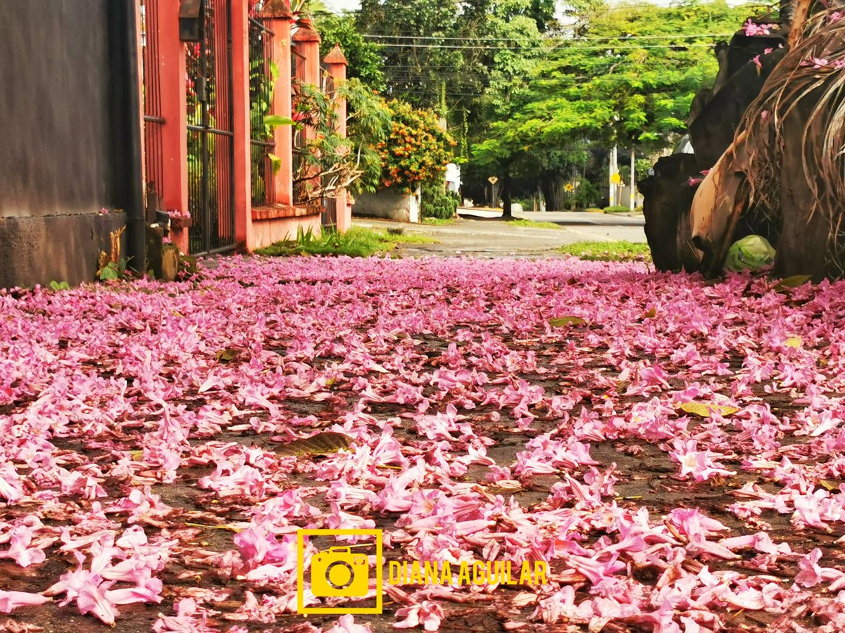 Hondurasisgreat's tweet photo. ¡San Pedro Sula se pinta de rosado!
La naturaleza se encarga de llevar alegría y colorido a las calles de nuestra ciudad industrial, miles de flores de los macuelisos se pueden ver por todos lados. 😍🇭🇳
Fotos de Diana Aguilar https://t.co/H8SxrzsVEp