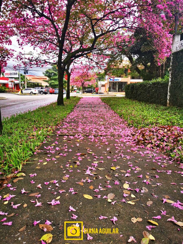 Hondurasisgreat's tweet photo. ¡San Pedro Sula se pinta de rosado!
La naturaleza se encarga de llevar alegría y colorido a las calles de nuestra ciudad industrial, miles de flores de los macuelisos se pueden ver por todos lados. 😍🇭🇳
Fotos de Diana Aguilar https://t.co/H8SxrzsVEp