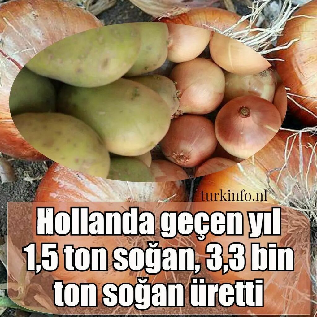 turkinfo's tweet photo. Hollanda geçen yıl 1,5 ton soğan, 3,3 bin ton soğan üretti
Hollanda'da geçen yıl 3 milyon3200 bin ton patates, 1 milyon 500 bin ton soğan üretildi ve 6 miyon 600 bin ton şeker pancarı hasadı yapıldı..
#tohum #bitki #organik #çiftçi #tarim #tarım #bugda… https://t.co/Ze2lXiKJFp https://t.co/GfLuQMA9nx
