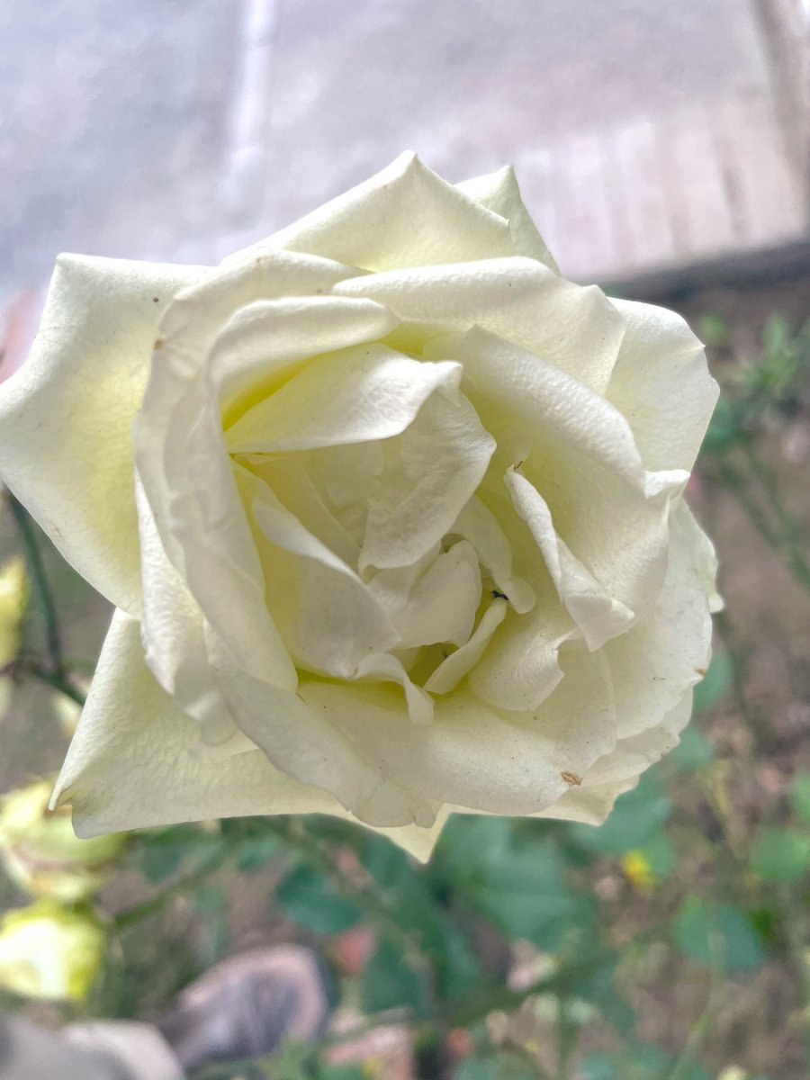 fhkhawaja's tweet photo. Beautiful white Roses… https://t.co/aJ2QswFmrv