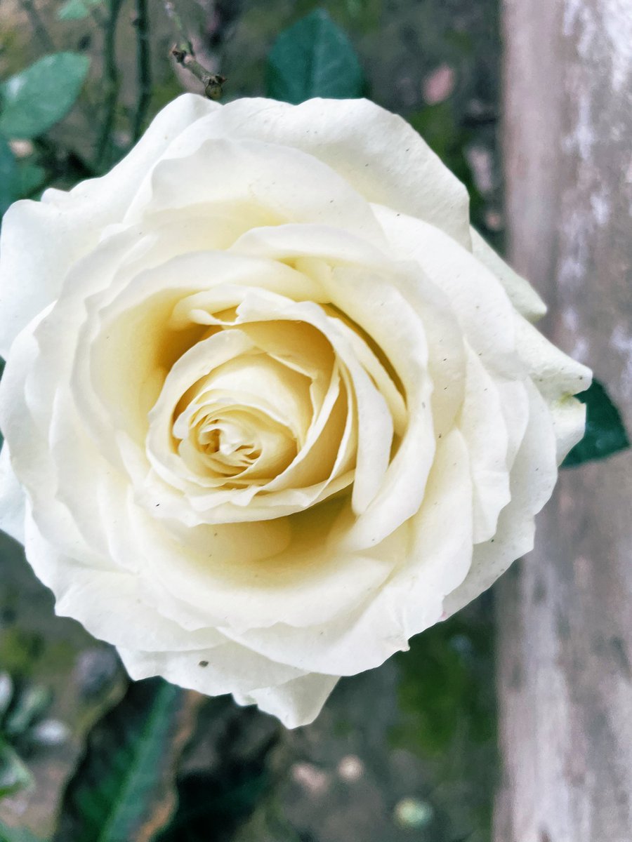 fhkhawaja's tweet photo. Beautiful white Roses… https://t.co/aJ2QswFmrv