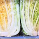これが正しい白菜の選び方!カットされた白菜は黄色いものを選んでください!