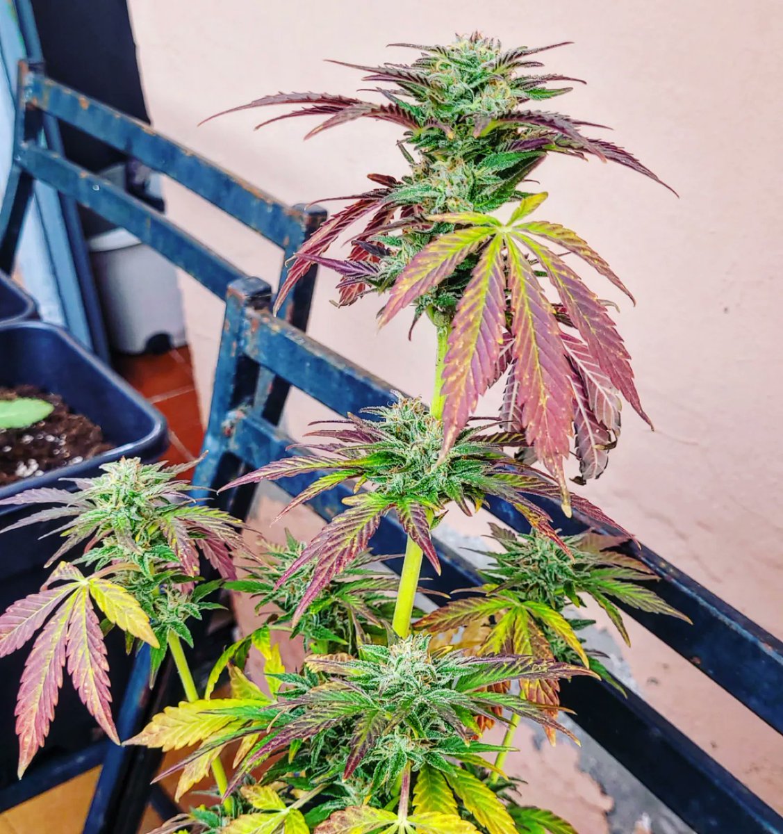 Sofía Jiménez | Metsa Rabi✨️ tweet media