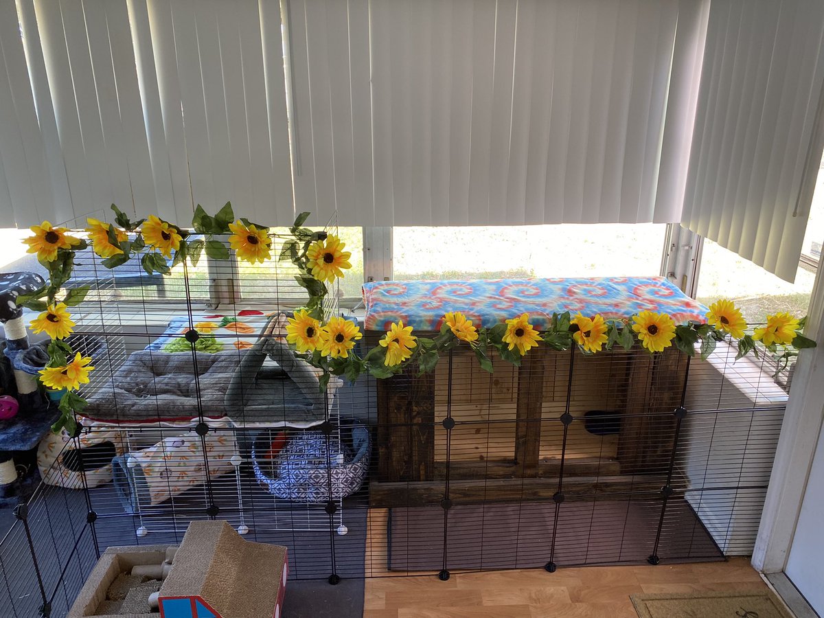 ChaosJenkins's tweet photo. New house who dis!? #bunnybuddies #bunnies #rabbit #rabbits #adorable #adopted #AdoptDontBuy # https://t.co/BFfm2XOgaH