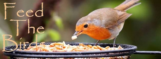 risehapp's tweet photo. به دوست پرپری‌های پشت پنجره، دونه دادین؟
#به_پرندگان_غذا_بده
#FeedTheBirdsDay https://t.co/uuS5pKQWmf