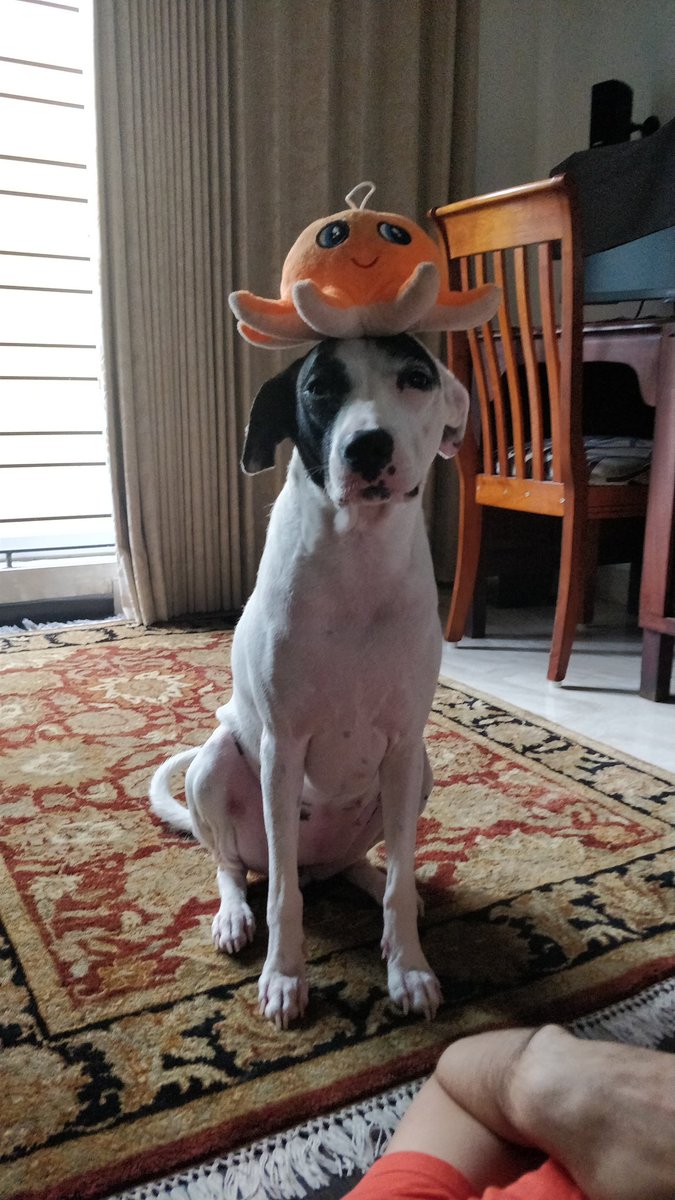 tripurasundaree's tweet photo. #thingondog When the #thing looks a lot cuter than your sistur https://t.co/14fnfUJeeY