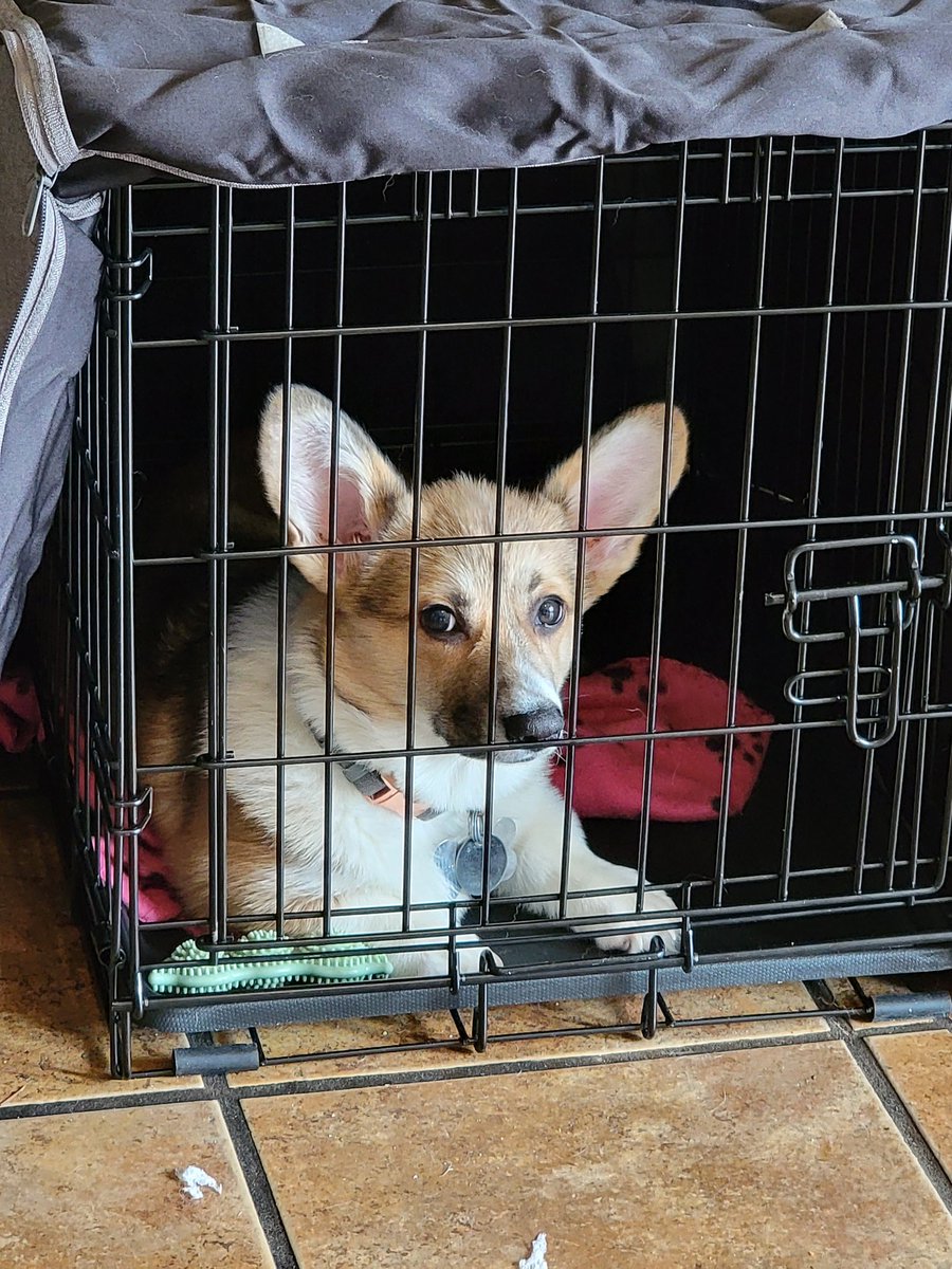 StumpyLegsATX's tweet photo. #FreeWinnie ! https://t.co/pfV8UpJsRv