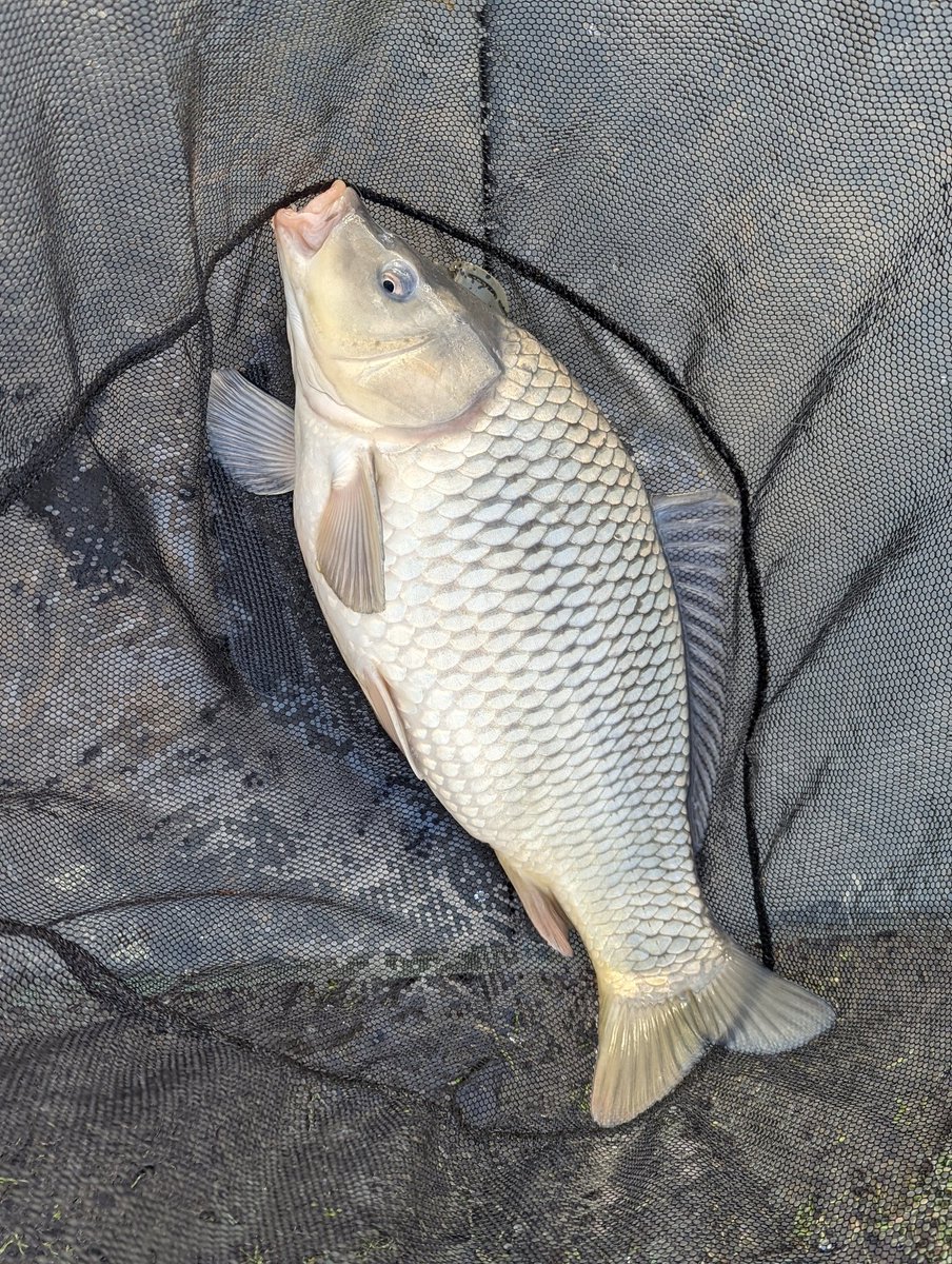 Titch_World's tweet photo. Here are today's fish different lake to yesterday had a better looking carp a little tench and a skimmer 🎣
#HereFishFishFishy #Fishing #Carp #WinterCarp #Tench #Bream #Skimmer #UkFishing #ParkLake https://t.co/nWW0PCAsnv