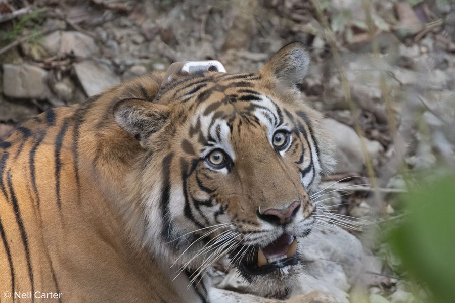 az_tigers's tweet photo. Happy #LunarNewYear and #YearOfTheTiger - perfect time to get excited for my first Bengal tiger research trip to Nepal this month! https://t.co/sPqVT4CStS