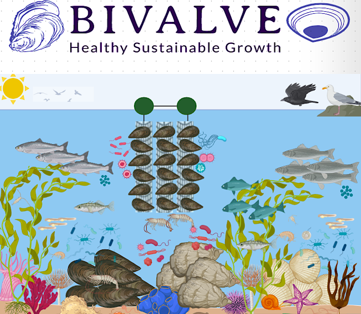 Shellfish_UCC's tweet image. 📢📢 Delighted to announce the start of our new Project #BIVALVE &quot;Bridging Research &amp;amp; Practice to Improve the Future #Sustainability &amp;amp; Growth of the Irish Bivalve Sector&quot; in collaboration with @MarineInst and funded by @agriculture_ie 🦪🌊@CullotyS @uccBEES @eriucc @MaREIcentre