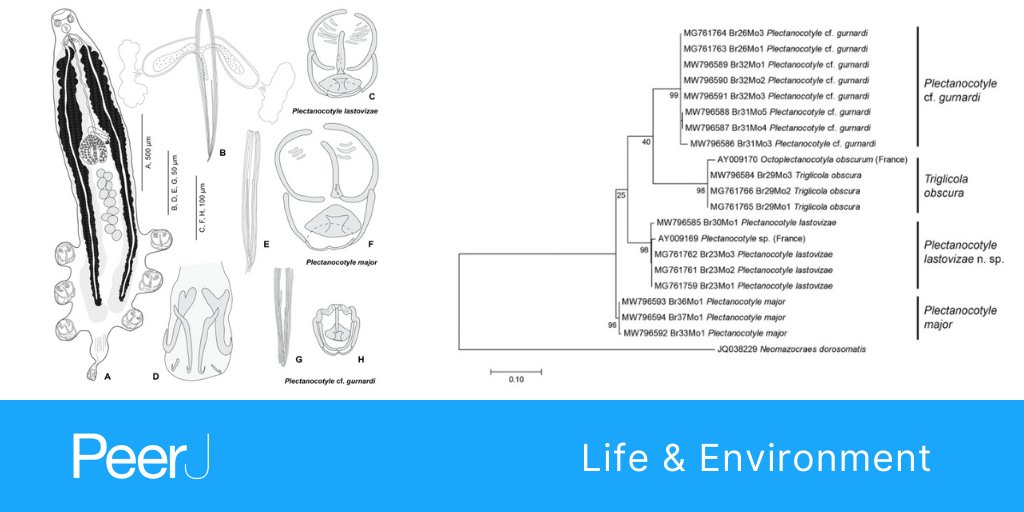 A revision of Plectanocotyle (Monogenea, Plectanocotylidae), with