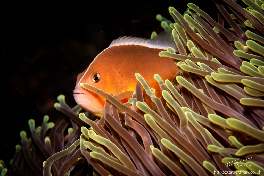 LoveTheOceans's tweet image. It's February 1st which means it's Fish Free February!

We're challenging you to go fish free for the whole month! Take the pledge:

fishfreefebruary.com/pledge

#FishFreeFebruary #Overfishing  #SaveOurSeas #ProtectWhatYouLove #OceanConservation #PlanetBeforeProfit #PlantBased