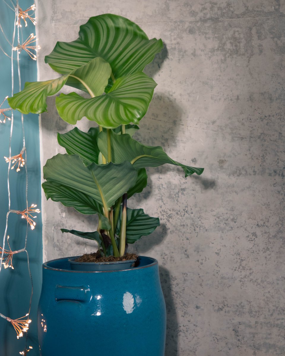 Fig1Lifestyle's tweet photo. How lush are these big Calathea? They come in a number of varieties with different combination of patterned leaves. These big ones are usually £21 but as it's 20% off plant week until tomorrow, today they're just £17.
#plantsofinstagram #plantshops #plantstyle #houseplants https://t.co/9gJ0uFrYBt
