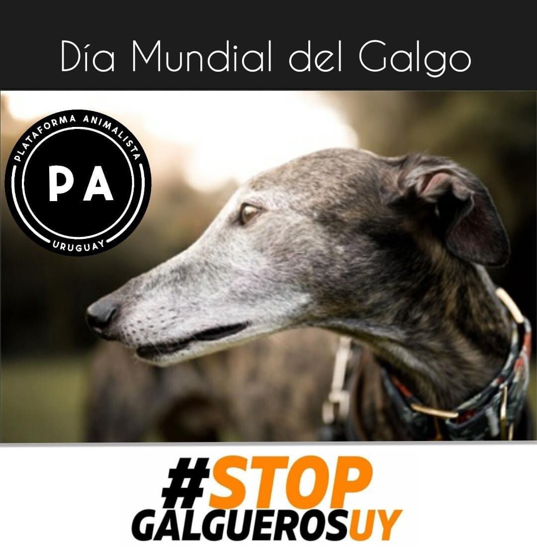 En el día mundial del galgo, unas las razas más maltratadas y asesinadas en todo el mundo, queremos pedir a la población que recuerden que las carreras de galgos en nuestro país están prohibidas por un decreto presidencial que logramos en la pasada administración.