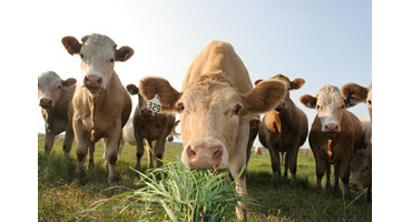 Manitoba Grazing Exchange launches:

farms.com/ag-industry-ne…

#WestCdnAg #MbAg