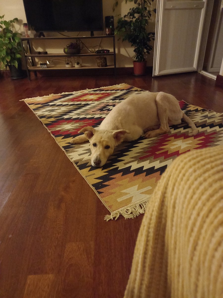 Evdeki renklerle uyumlu bu kopegi tam tamına 0 liraya aldım