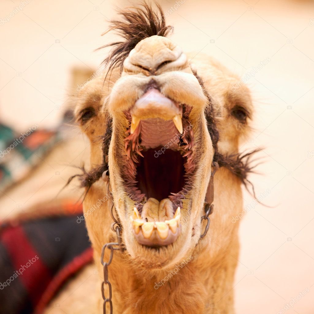 Stichting Korreljozo tweet media