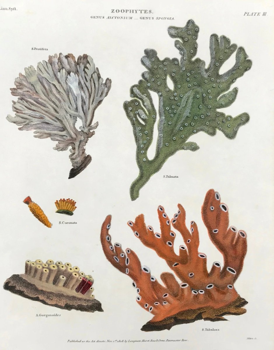 philographikon2's tweet photo. #Zoophytes.
A zoophyte (animal-plant) is an organism thought to be intermediate between animals and plants, or an animal with plant-like attributes or appearance (Wiki)
Genus Alcyonium - Genus Spongia
Copper engraving by Milton, dated Nov. 1, 1808
https://t.co/ZEwM7wRsZN https://t.co/HVfrqFYu19