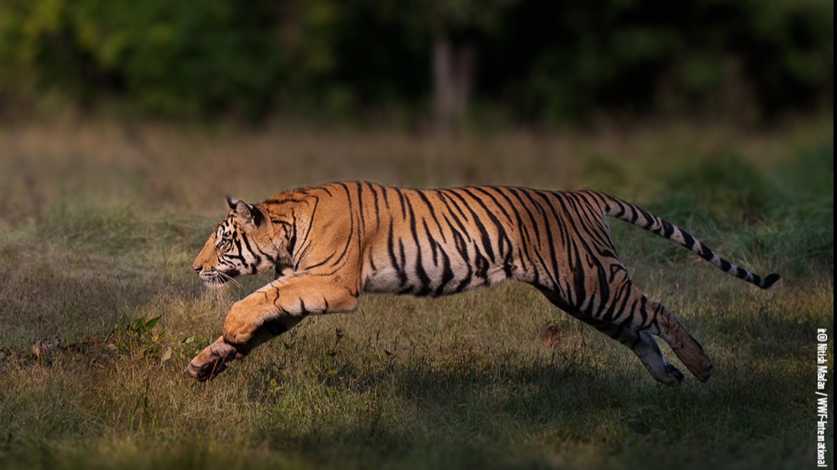 A male Bengal tiger (Panthera tigris tigris) leaping towards his brother in Bandhavgarh National Park, India. 