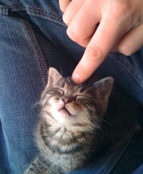 cat because i still have no one to post