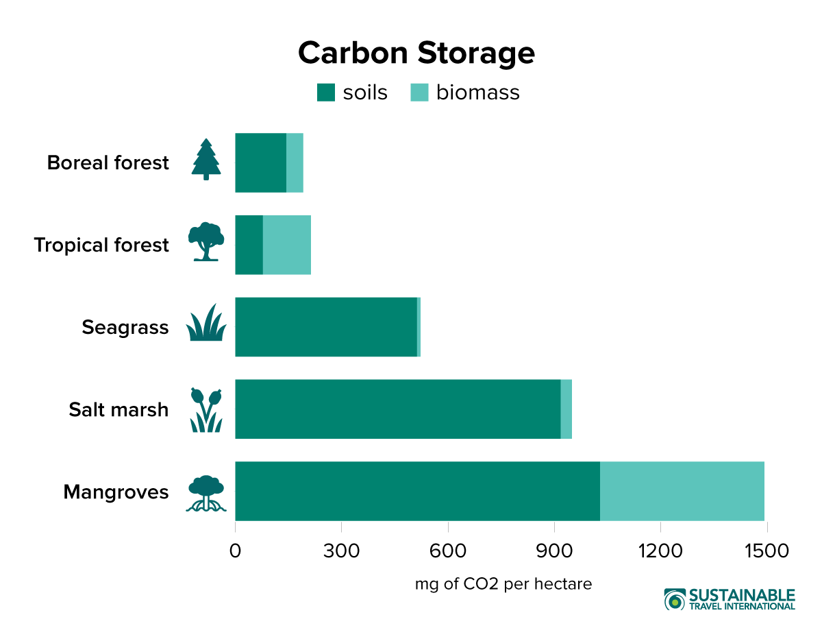 milleherskind's tweet photo. Ved du godt hvor vigtigt havet er for at bekæmpe klimaforandringerne? 🐟Kystnære marine økosystemer som ålegræs, vådområder og mangrover kan optage op til 10 x mere CO2 end regnskoven 💪 #dkpol #dkhav #Klima https://t.co/sffD7PfVDe https://t.co/hctWIerAFX