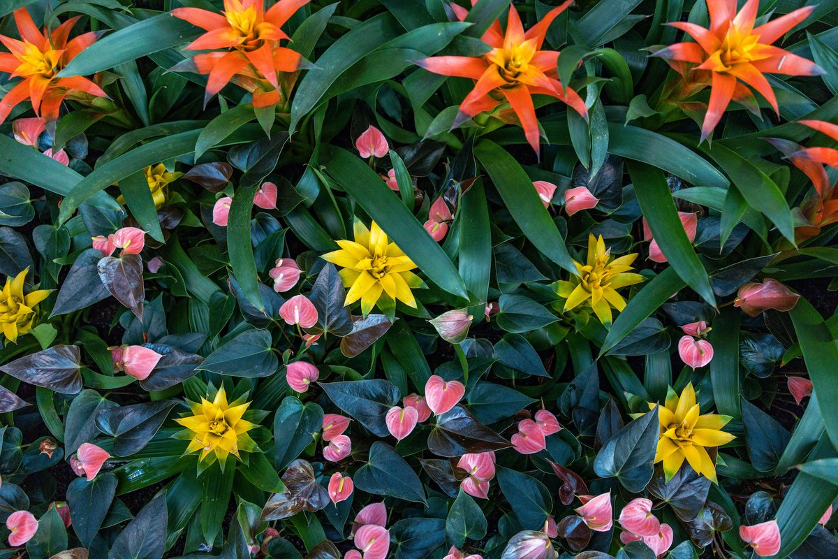 longwoodgardens's tweet photo. Happy Lunar New Year! May the Year of the Tiger be full of good luck, good health, love, and beauty!

#LunarNewYear #YearOfTheTiger https://t.co/9lJGIoHcLm
