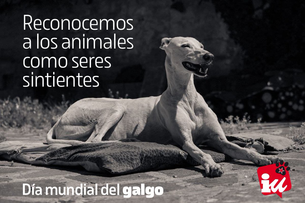 Ojalá algún día podamos celebrar este día, pero en el #DíaMundialDelGalgo debemos recordar que es una de las razas que más sufren el maltrato.