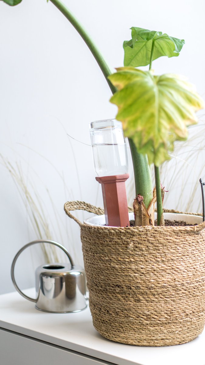 Les arroseurs en terre cuite faits main tout droit sortis de notre four Catalan !
Un produit #artisanal et #MadeinFrance, la base pour un jardin respectueux et engagé 🪴